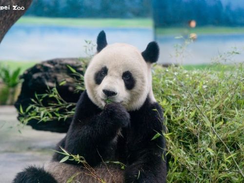 圓圓邁向銀齡生活！大貓熊年度健檢順利完成，園方啟動高齡照護升級計畫